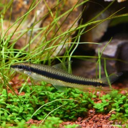 Renard Volant Du Siam - Epalzeorhynchos Oblongus (Siamensis)