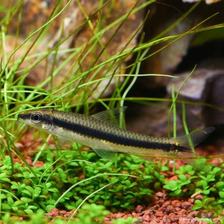 Siamesische Rüsselbarbe - Epalzeorhynchos Oblongus (Siamensis)