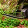 Siamesische Rüsselbarbe - Epalzeorhynchos Oblongus (Siamensis)