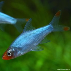 Sawbwa - Sawbwa Resplendens