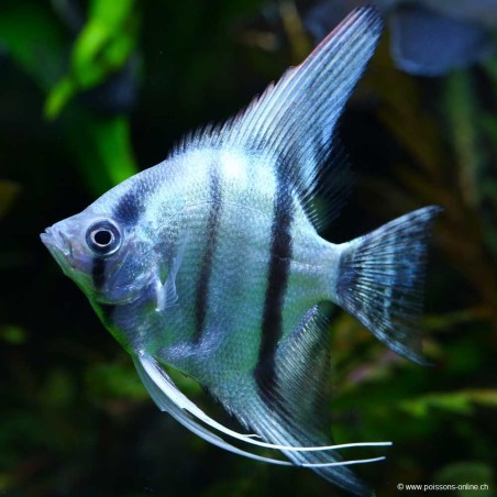 Amazon Blue Scalar - Pterophyllum Scalare