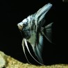 Skalare Bulgarian Blue Marble - Pterophyllum Scalare