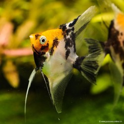 Skalare Koï Orange Kopf - Pterophyllum Scalare