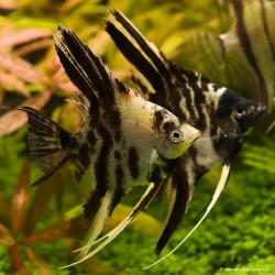 Skalare Marmor - Pterophyllum Scalare