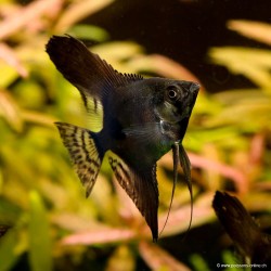 Skalare Schwarz - Pterophyllum Scalare