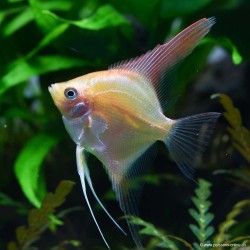 Skalare Gold - Pterophyllum Scalare