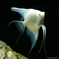 Skalare Platinium - Pterophyllum Scalare
