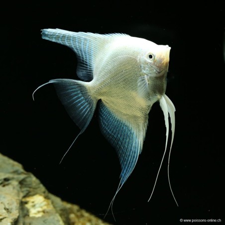Skalare Platinium - Pterophyllum Scalare