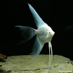 Skalare Platinium Schleier - Pterophyllum Scalare
