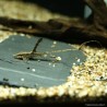 Panama-Bartwels - Sturisoma Panamense