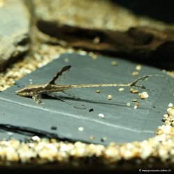 Panama Catfish - Sturisoma Panamense