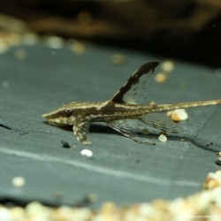Panama-Bartwels - Sturisoma Panamense