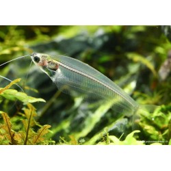 Pesce Gatto Di Vetro - Kryptopterus Bicirrhis