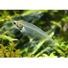Indischer Glaswels - Kryptopterus Bicirrhis