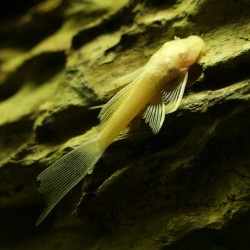Goldener Antennenwels Hifin - Ancistrus Jaune Hi-Fin