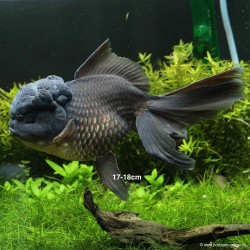 Tête De Lion - Black - Carassius Auratus