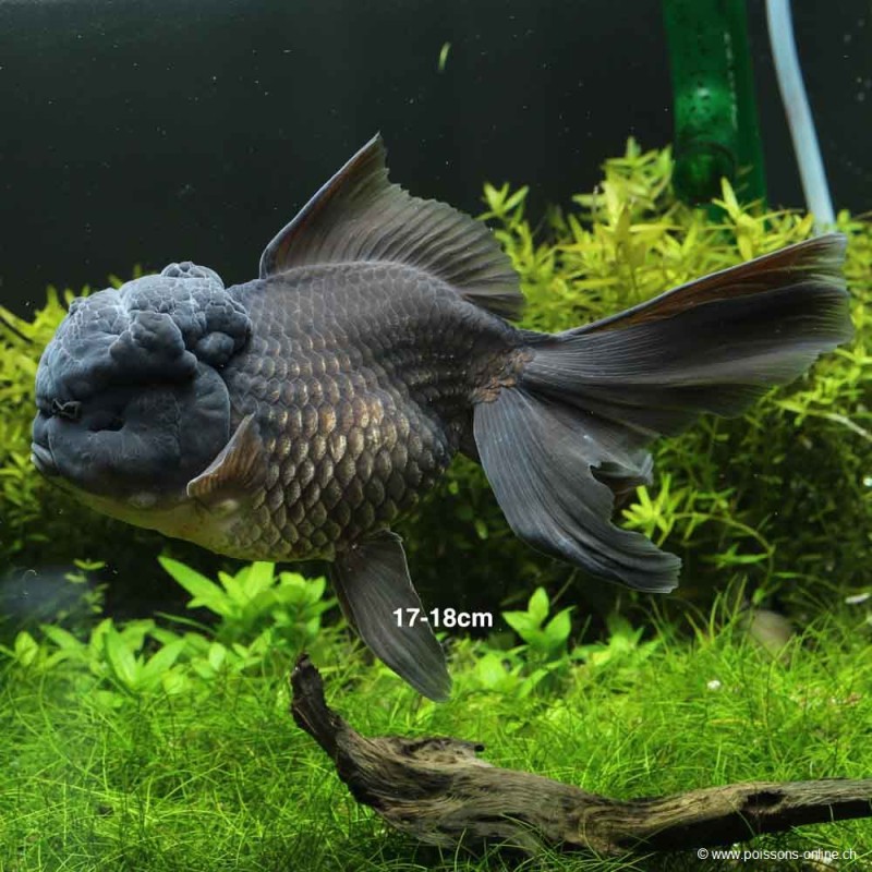 Löwenkopf - Black - Carassius Auratus