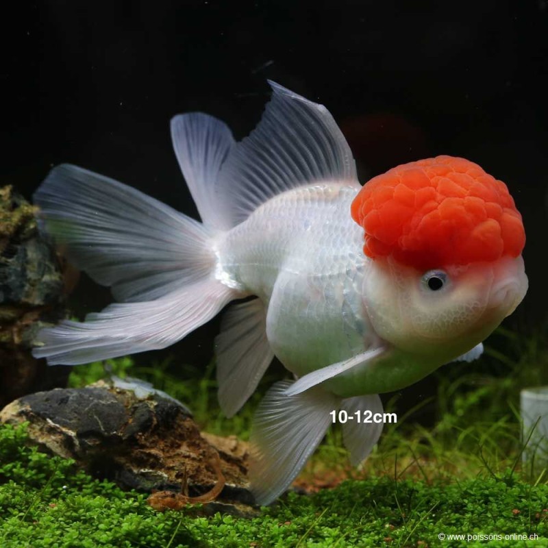 Leone Head - Cap Rosso - Carassius Auratus