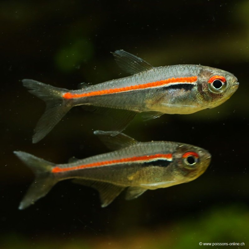 Amapa Tetra - Hyphessobrycon Amapaensis