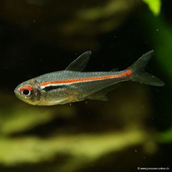 Amapa Tetra - Hyphessobrycon Amapaensis
