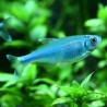 Tétra Bleu - Boehlkea Fredcochui