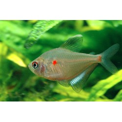 Socolofs-Kirschflecksalmler - Hyphessobrycon Socolofi