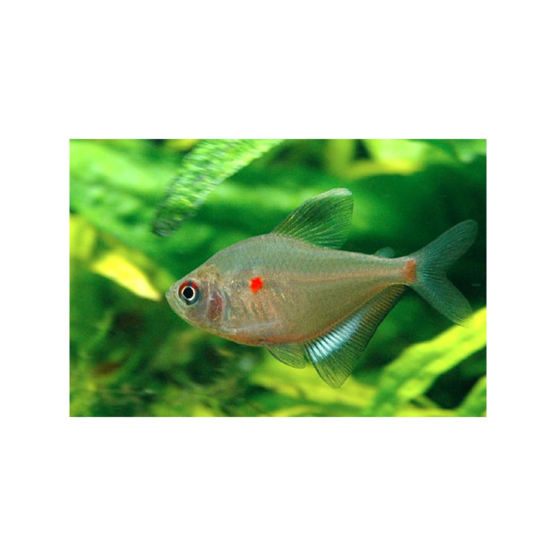 Socolofs-Kirschflecksalmler - Hyphessobrycon Socolofi