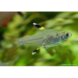 Sternflecksalmler - Pristella Maxiliaris
