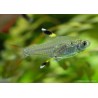 Chardonnert Tetra - Pristella Maxiliaris
