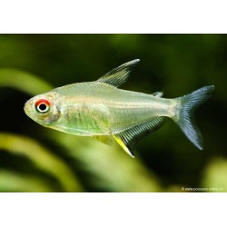 Zitronensalmler - Hyphessobrycon Pulchripinnis