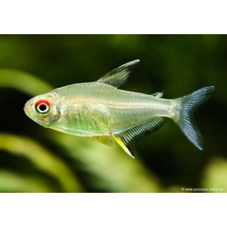 Lemon Tetra - Hyphessobrycon Pulchripinnis