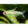 Zitronensalmler - Hyphessobrycon Pulchripinnis