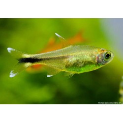 Copper Tetra - Hasemania Nana