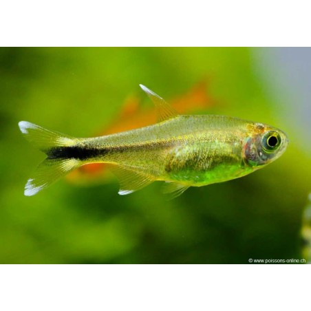 Copper Tetra - Hasemania Nana