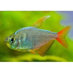 Rotblauer Kolumbiensalmler - Hyphessobrycon Columbianus