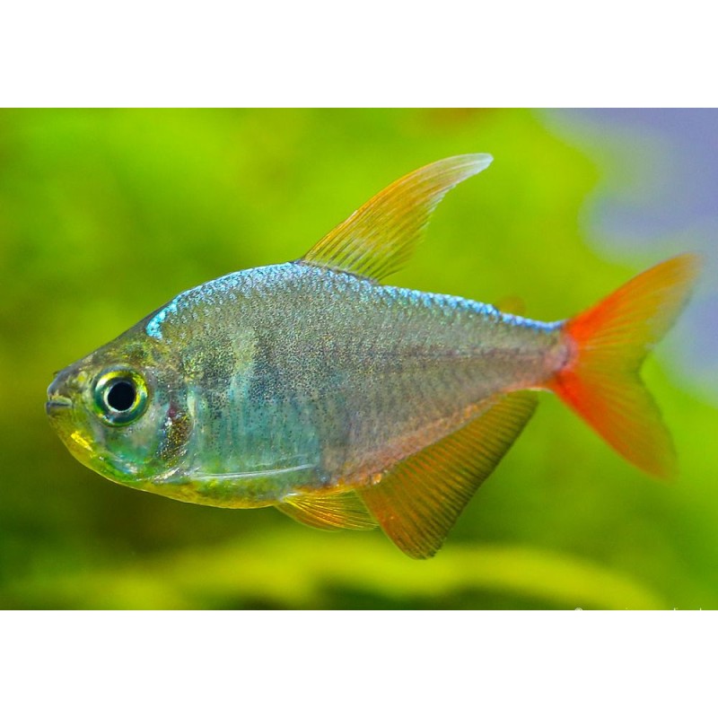 Rotblauer Kolumbiensalmler - Hyphessobrycon Columbianus
