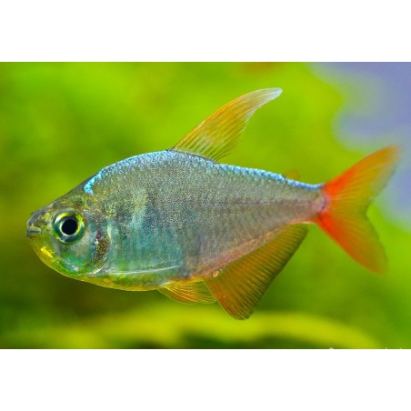 Rotblauer Kolumbiensalmler - Hyphessobrycon Columbianus