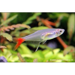 Rotflossenglassalmler - Prionobrama Filigera