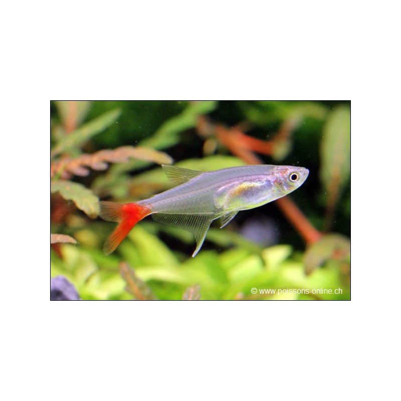 Rotflossenglassalmler - Prionobrama Filigera
