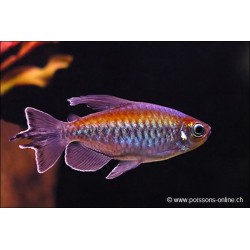Congo Tetra - Phenacogrammus Interruptus