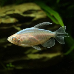 Tétra Du Congo Albinos - Phenacogrammus Interruptus Albinos