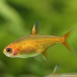 Funkensalmler - Hyphessobrycon Amandae