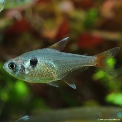 Tetra Fantôme Jaune - Megalamphodus Roseus