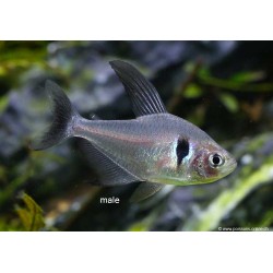 Black Ghost Tetra - Megalamphodus Megalopterus