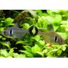 Black Ghost Tetra - Megalamphodus Megalopterus