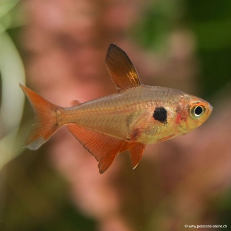 Roter Phantomsalmler - Megalamphodus Sweglesi