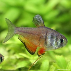Roter Von Rio - Hyphessobrycon Flammeus