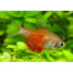 Roter Von Rio Orange - Hyphessobrycon Flammeus Orange
