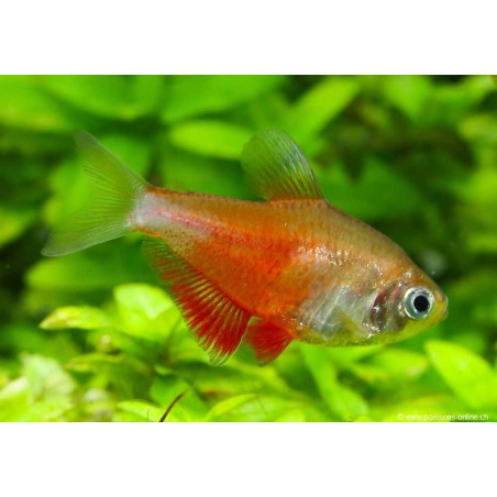 Roter Von Rio Orange - Hyphessobrycon Flammeus Orange