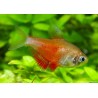 Roter Von Rio Orange - Hyphessobrycon Flammeus Orange